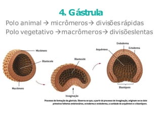 4. Gástrula
Polo animal micrômeros divisõesrápidas
Polo vegetativo macrômeros divisõeslentas
