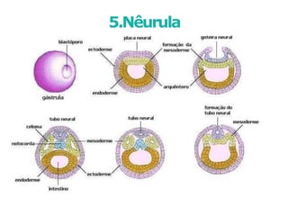5.Nêurula