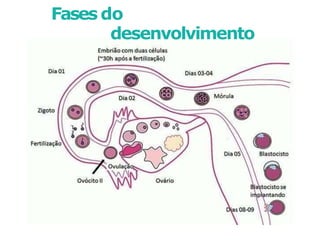 Fases do
desenvolvimento