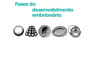 Fases do
desenvolvimento
embrionário