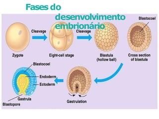 Fases do
desenvolvimento
embrionário