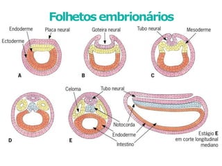 Folhetosembrionários