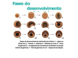 Fases do
desenvolvimento
embrionário