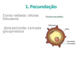 Coroa radiada: células
foliculares
Zona pelúcida: camada
glicoproteica
1. Fecundação
Ovócito secundário