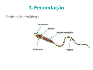 Enzimas hidroliticas
1. Fecundação