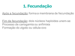 Após a fecundação:forma a membrana de fecundação
Fim da fecundação: dois núcleos haploides unem-se
Processo de cariogamia ou anfimixia
Formação do zigoto ou célula-ovo
1. Fecundação