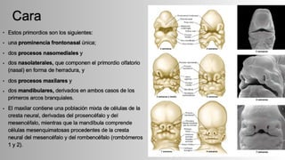 Embriología .pdf