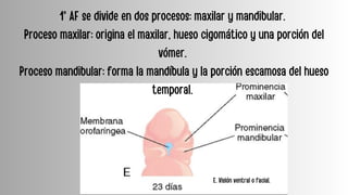 Embriología .pdf