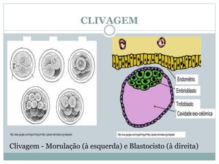 CLIVAGEM
Clivagem - Morulação (à esquerda) e Blastocisto (à direita)
 