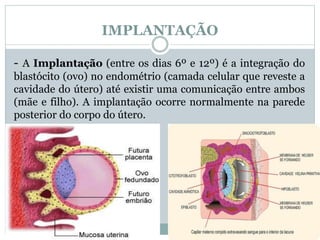 IMPLANTAÇÃO
- A Implantação (entre os dias 6º e 12º) é a integração do
blastócito (ovo) no endométrio (camada celular que reveste a
cavidade do útero) até existir uma comunicação entre ambos
(mãe e filho). A implantação ocorre normalmente na parede
posterior do corpo do útero.
 