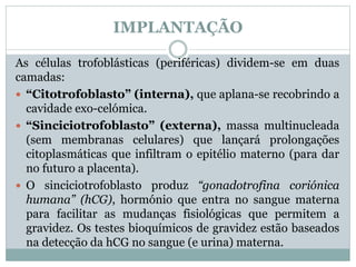 IMPLANTAÇÃO
As células trofoblásticas (periféricas) dividem-se em duas
camadas:
 “Citotrofoblasto” (interna), que aplana-se recobrindo a
cavidade exo-celómica.
 “Sinciciotrofoblasto” (externa), massa multinucleada
(sem membranas celulares) que lançará prolongações
citoplasmáticas que infiltram o epitélio materno (para dar
no futuro a placenta).
 O sinciciotrofoblasto produz “gonadotrofina coriónica
humana” (hCG), hormónio que entra no sangue materna
para facilitar as mudanças fisiológicas que permitem a
gravidez. Os testes bioquímicos de gravidez estão baseados
na detecção da hCG no sangue (e urina) materna.
 