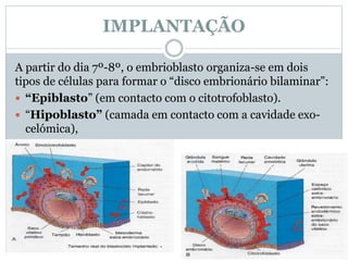 IMPLANTAÇÃO
A partir do dia 7º-8º, o embrioblasto organiza-se em dois
tipos de células para formar o “disco embrionário bilaminar”:
 “Epiblasto” (em contacto com o citotrofoblasto).
 “Hipoblasto” (camada em contacto com a cavidade exo-
celómica),
 