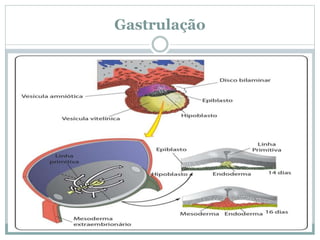 Gastrulação
 
