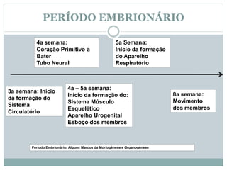 PERÍODO EMBRIONÁRIO
3a semana: Início
da formação do
Sistema
Circulatório
4a semana:
Coração Primitivo a
Bater
Tubo Neural
4a – 5a semana:
Início da formação do:
Sistema Músculo
Esquelético
Aparelho Urogenital
Esboço dos membros
5a Semana:
Início da formação
do Aparelho
Respiratório
8a semana:
Movimento
dos membros
Período Embrionário: Alguns Marcos da Morfogénese e Organogénese
 