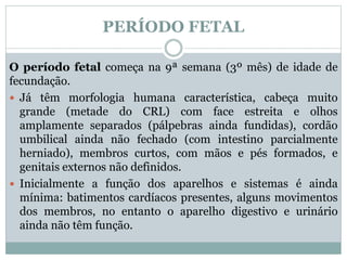PERÍODO FETAL
O período fetal começa na 9ª semana (3º mês) de idade de
fecundação.
 Já têm morfologia humana característica, cabeça muito
grande (metade do CRL) com face estreita e olhos
amplamente separados (pálpebras ainda fundidas), cordão
umbilical ainda não fechado (com intestino parcialmente
herniado), membros curtos, com mãos e pés formados, e
genitais externos não definidos.
 Inicialmente a função dos aparelhos e sistemas é ainda
mínima: batimentos cardíacos presentes, alguns movimentos
dos membros, no entanto o aparelho digestivo e urinário
ainda não têm função.
 