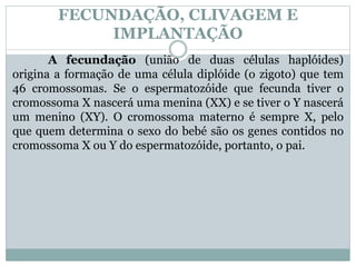 FECUNDAÇÃO, CLIVAGEM E
IMPLANTAÇÃO
A fecundação (união de duas células haplóides)
origina a formação de uma célula diplóide (o zigoto) que tem
46 cromossomas. Se o espermatozóide que fecunda tiver o
cromossoma X nascerá uma menina (XX) e se tiver o Y nascerá
um menino (XY). O cromossoma materno é sempre X, pelo
que quem determina o sexo do bebé são os genes contidos no
cromossoma X ou Y do espermatozóide, portanto, o pai.
 