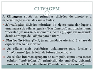 CLIVAGEM
A Clivagem supõe as primeiras divisões do zigoto e a
especialização inicial das suas células:
 Morulação: divisões mitóticas do zigoto para dar lugar a
uma massa de células iguais (“blastómeros”) agrupadas numa
“mórula” (de uns 16 blastómeros, no dia 3º) que vai migrando
desde a trompa de Falópio para o útero.
 Blastócito (dias 4º-5º, já na cavidade uterina) é a fase de
especialização da mórula:
a) As células mais periféricas aplanam-se para formar o
“trofoblasto” (parte fetal da futura placenta), e
b) As células internas agrupam-se num pólo, como uma massa
celular, “embrioblasto”, primórdio do embrião, deixando
uma cavidade líquida interna (“cavidade exo-celómica”).
 