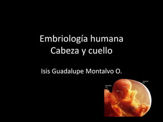 Embriología humana
Cabeza y cuello
Isis Guadalupe Montalvo O.
 