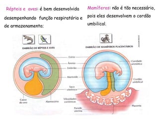 Répteis e aves: é bem desenvolvida
desempenhando função respiratória e
de armazenamento;
Mamíferos: não é tão necessário,
pois eles desenvolvem o cordão
umbilical.