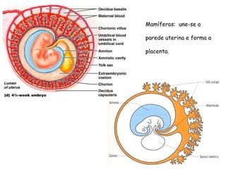 Mamíferos: une-se a
parede uterina e forma a
placenta.