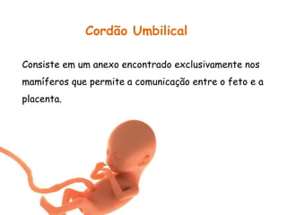 Cordão Umbilical
Consiste em um anexo encontrado exclusivamente nos
mamíferos que permite a comunicação entre o feto e a
placenta.