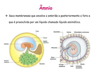 Âmnio
Saco membranoso que envolve o embrião e posteriormente o feto e
que é preenchida por um líquido chamado líquido aminiótico.