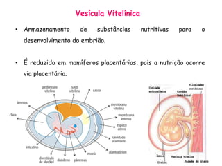• Armazenamento de substâncias nutritivas para o
desenvolvimento do embrião.
• É reduzido em mamíferos placentários, pois a nutrição ocorre
via placentária.
Vesícula Vitelínica
