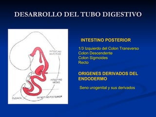 DESARROLLO DEL TUBO DIGESTIVODESARROLLO DEL TUBO DIGESTIVO
INTESTINO POSTERIOR
1/3 Izquierdo del Colon Transverso1/3 Izquierdo del Colon Transverso
Colon DescendenteColon Descendente
Colon SigmoidesColon Sigmoides
RectoRecto
ORIGENES DERIVADOS DEL
ENDODERMO
Seno urogenital y sus derivadosSeno urogenital y sus derivados
 