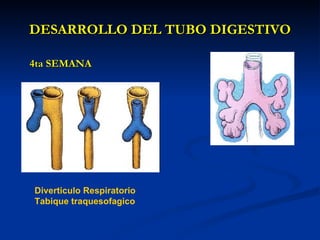 DESARROLLO DEL TUBO DIGESTIVODESARROLLO DEL TUBO DIGESTIVO
4ta SEMANA4ta SEMANA
Diverticulo Respiratorio
Tabique traquesofagico
 