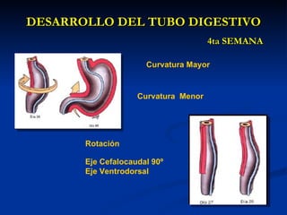 DESARROLLO DEL TUBO DIGESTIVODESARROLLO DEL TUBO DIGESTIVO
4ta SEMANA4ta SEMANA
Curvatura Mayor
Curvatura Menor
Rotación
Eje Cefalocaudal 90º
Eje Ventrodorsal
 