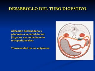 DESARROLLO DEL TUBO DIGESTIVODESARROLLO DEL TUBO DIGESTIVO
Adhesión del Duodeno y
páncreas a la pared dorsal
(órganos secundariamente
retroperitoneales)
Transcavidad de los epiplones
 