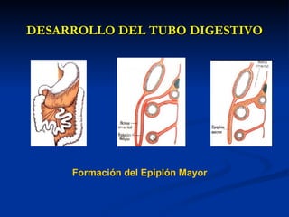 DESARROLLO DEL TUBO DIGESTIVODESARROLLO DEL TUBO DIGESTIVO
Formación del Epiplón Mayor
 