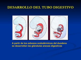 DESARROLLO DEL TUBO DIGESTIVODESARROLLO DEL TUBO DIGESTIVO
A partir de los esbozos endodérmicos del duodeno
se desarrollan las glándulas anexas digestivas
 