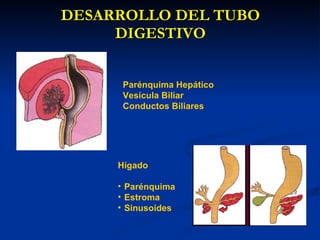 DESARROLLO DEL TUBODESARROLLO DEL TUBO
DIGESTIVODIGESTIVO
Parénquima Hepático
Vesícula Biliar
Conductos Biliares
Hígado
• Parénquima
• Estroma
• Sinusoides
 