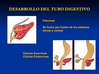 DESARROLLO DEL TUBO DIGESTIVODESARROLLO DEL TUBO DIGESTIVO
Páncreas
Se forma por fusión de los esbozos
dorsal y ventral
Células Exocrinas
Células Endocrinas
 