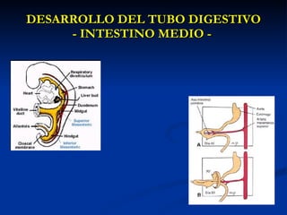 DESARROLLO DEL TUBO DIGESTIVODESARROLLO DEL TUBO DIGESTIVO
- INTESTINO MEDIO -- INTESTINO MEDIO -
 