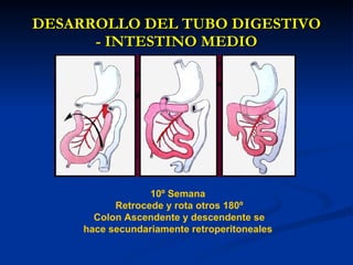 DESARROLLO DEL TUBO DIGESTIVODESARROLLO DEL TUBO DIGESTIVO
- INTESTINO MEDIO- INTESTINO MEDIO
10º Semana
Retrocede y rota otros 180º
Colon Ascendente y descendente se
hace secundariamente retroperitoneales
 