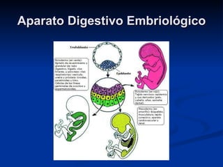 Aparato Digestivo EmbriológicoAparato Digestivo Embriológico
 