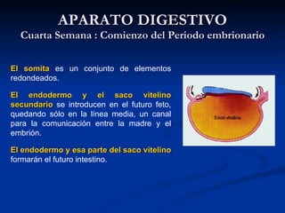 El somitaEl somita es un conjunto de elementos
redondeados.
El endodermo y el saco vitelinoEl endodermo y el saco vitelino
secundariosecundario se introducen en el futuro feto,
quedando sólo en la línea media, un canal
para la comunicación entre la madre y el
embrión.
El endodermo y esa parte del saco vitelinoEl endodermo y esa parte del saco vitelino
formarán el futuro intestino.
APARATO DIGESTIVOAPARATO DIGESTIVO
Cuarta Semana : Comienzo del Periodo embrionarioCuarta Semana : Comienzo del Periodo embrionario
 