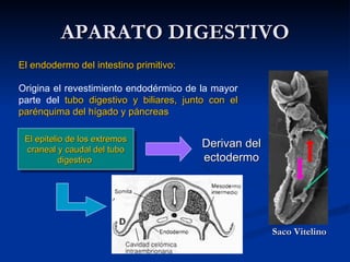 APARATO DIGESTIVOAPARATO DIGESTIVO
El endodermo del intestino primitivo:El endodermo del intestino primitivo:
Origina el revestimiento endodérmico de la mayor
parte del tubo digestivo y biliares, junto con eltubo digestivo y biliares, junto con el
parénquima del hígado y páncreasparénquima del hígado y páncreas
El epitelio de los extremosEl epitelio de los extremos
craneal y caudal del tubocraneal y caudal del tubo
digestivodigestivo
Derivan delDerivan del
ectodermoectodermo
Saco VitelinoSaco Vitelino
 