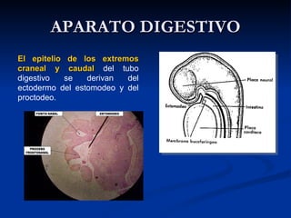 APARATO DIGESTIVOAPARATO DIGESTIVO
El epitelio de los extremosEl epitelio de los extremos
craneal y caudalcraneal y caudal del tubo
digestivo se derivan del
ectodermo del estomodeo y del
proctodeo.
 
