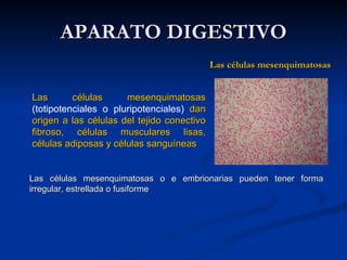 APARATO DIGESTIVOAPARATO DIGESTIVO
Las células mesenquimatosas o e embrionarias pueden tener formaLas células mesenquimatosas o e embrionarias pueden tener forma
irregular, estrellada o fusiformeirregular, estrellada o fusiforme
Las células mesenquimatosasLas células mesenquimatosas
(totipotenciales o pluripotenciales) dandan
origen a las células del tejido conectivoorigen a las células del tejido conectivo
fibroso, células musculares lisas,fibroso, células musculares lisas,
células adiposas y células sanguíneascélulas adiposas y células sanguíneas
Las células mesenquimatosasLas células mesenquimatosas
 