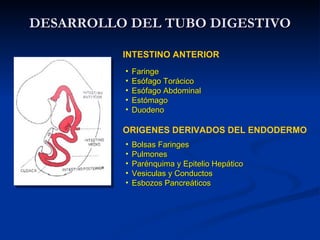 DESARROLLO DEL TUBO DIGESTIVODESARROLLO DEL TUBO DIGESTIVO
INTESTINO ANTERIOR
• FaringeFaringe
• Esófago TorácicoEsófago Torácico
• Esófago AbdominalEsófago Abdominal
• EstómagoEstómago
• DuodenoDuodeno
ORIGENES DERIVADOS DEL ENDODERMO
• Bolsas FaringesBolsas Faringes
• PulmonesPulmones
• Parénquima y Epitelio HepáticoParénquima y Epitelio Hepático
• Vesiculas y ConductosVesiculas y Conductos
• Esbozos PancreáticosEsbozos Pancreáticos
 