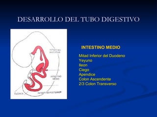 INTESTINO MEDIO
Mitad Inferior del DuodenoMitad Inferior del Duodeno
YeyunoYeyuno
IleonIleon
CiegoCiego
ApendiceApendice
Colon AscendenteColon Ascendente
2/3 Colon Transverso2/3 Colon Transverso
DESARROLLO DEL TUBO DIGESTIVO
 