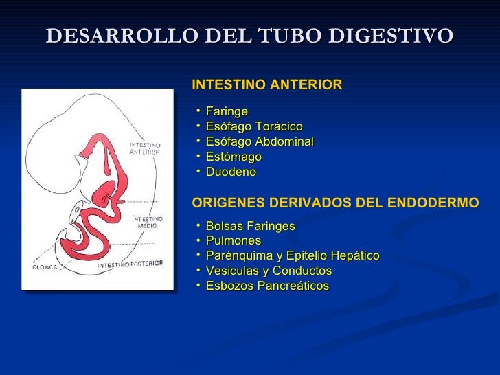 Embriologia Aparato Digestivo