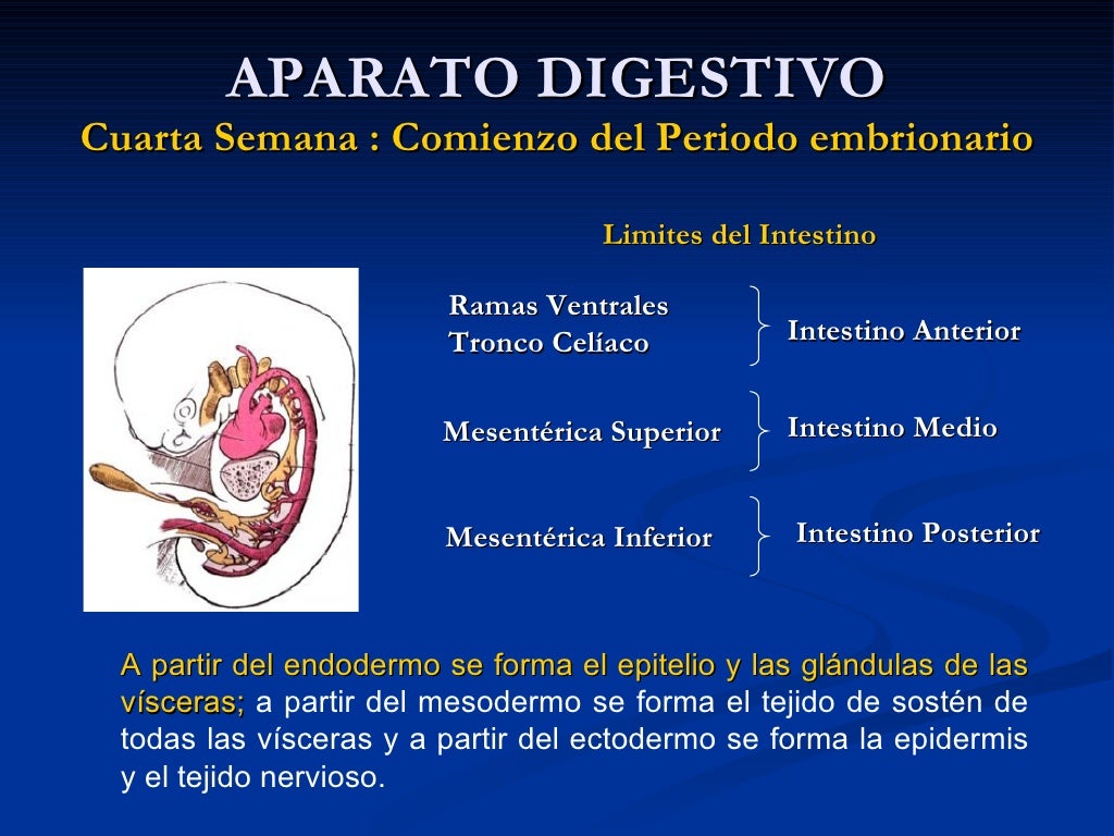 Embriologia Aparato Digestivo