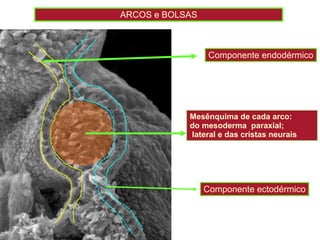Mesênquima de cada arco:  do mesoderma  paraxial; lateral e das cristas neurais Componente endodérmico Componente ectodérmico ARCOS e BOLSAS                                          