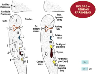 BOLSAS e FENDAS FARÍNGEAS 29 