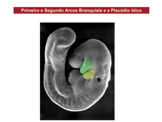 Primeiro e Segundo Arcos Branquiais e a Placódio ótico                                     