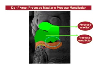 Do 1 ° Arco, Processo Maxilar e Proceso Mandibular Processo maxilar ° Processo mandibular                                        